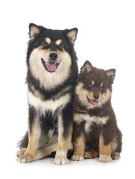 puppy and adult Finnish Lapphund in front of white background