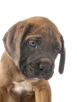 puppy italian mastiff in front of white background