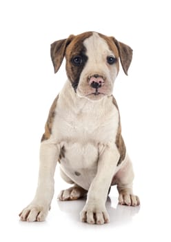 puppy american bulldog in front of white background