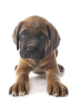 puppy italian mastiff in front of white background