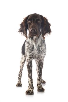 Small Munsterlander in front of white background