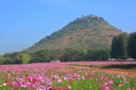 The cosmos flower field