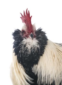 Faverolles rooster in front of white background