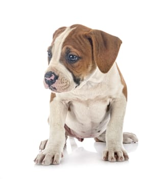 puppy american bulldog in front of white background