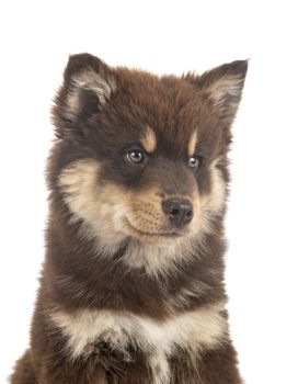 puppy Finnish Lapphund in front of white background