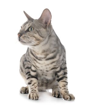 bengal cat in front of white background