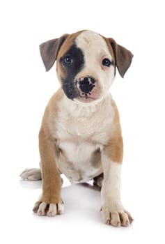 puppy american bulldog in front of white background