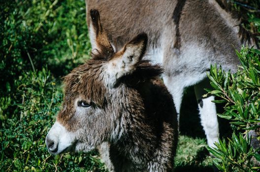 Little donkey watching with a tender look