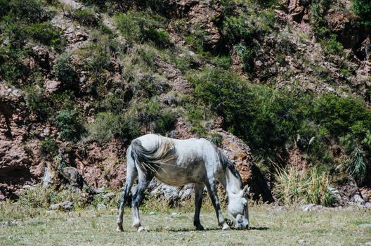 White horse at the foot of a hill eating