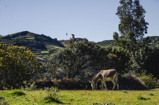Small donkey feeding in the pastureland in Ayacucho - Peru
