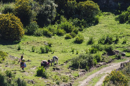 Woman of the Andes walking with her donkeys