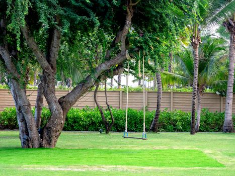 Wooden swing hanging from the big tree on green grass in the outdoor park.