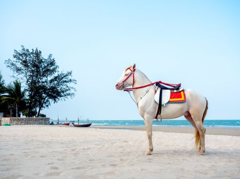Beautiful white horse on the sand beach, service for tourist in Hua-Hin, Thailand.