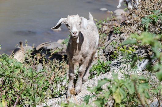 Goat leaving the river in search of its owner