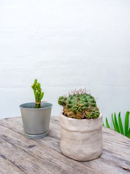 Green cactus in ceramic planter and mini zinc pot on wooden table on white wall background with copy space, vertical style.