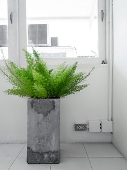 Concrete planter or cement pot with green leaves in white room near the window vertical style.