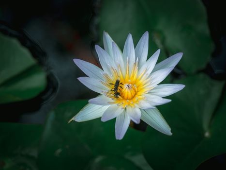 Close-up beautiful white lotus flower with two bugs on the yellow pollen in the pond with green lotus leaves, dark tone.