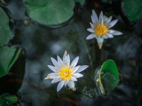 Beautiful white lotus flower in the pond with green lotus leaves, dark tone.
