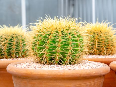 Beautiful green fresh cactus plant in terracotta pots.