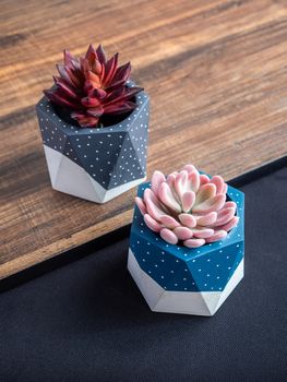 Cactus pot. Concrete pot. Blue and grey painted modern geometric concrete planters with pink and red succulent plants on wooden table, top view vertical style.