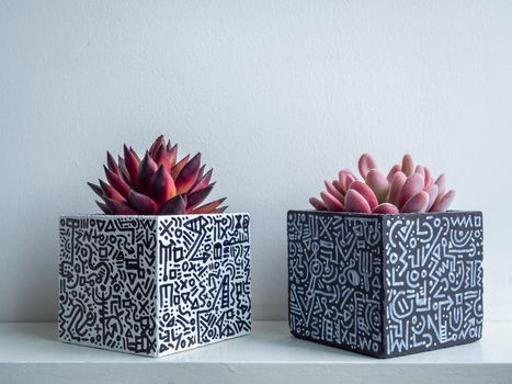 Cactus pot. Concrete pot. Empty white with modern graphic pattern geometric concrete planters with succulent plants on white wooden shelf isolated on white wall background.