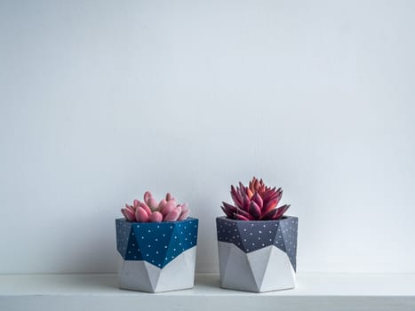 Cactus pot. Concrete pot. Blue and grey painted modern geometric concrete planters with pink and red succulent plants on white wooden shelf isolated on white background.