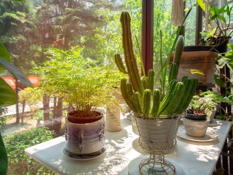Cactus and various green plants in pots on table near glass window, relaxation area in the house.