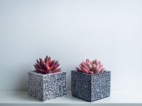 Cactus pot. Concrete pot. Empty white with modern graphic pattern geometric concrete planters with succulent plants on white wooden shelf isolated on white wall background.