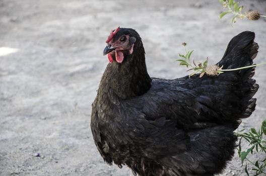 Dark colored hen walking on the farm