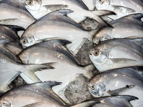 Fresh raw of butterfish or white pomfret on ice for sell in fresh market. Fresh butterfish background.