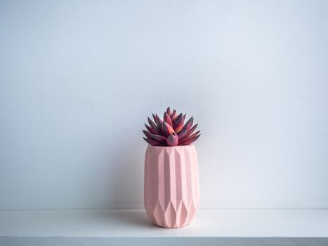 Cactus pot. Concrete pot. Beautiful pink modern geometric concrete planter with red succulent plant on white wooden shelf isolated on white background.