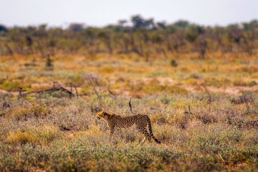 Cheetah lurking for prey at sunset in the Etosha National Park, the largest wildlife reserve in Namibia