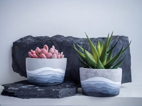 Cactus pot. Concrete pot. Two modern geometric concrete planters with painted with succulents plant on white wooden shelf isolated on white wall background.