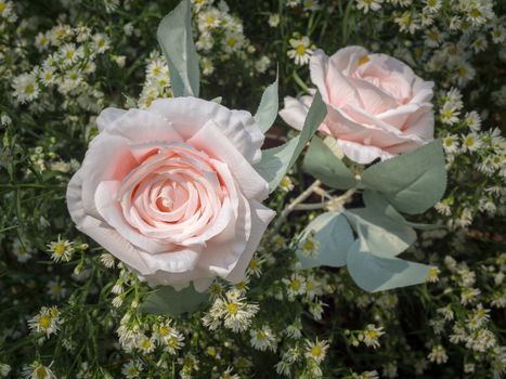 Beauty pink roses ornament with white little flowers on green leaves background, soft vintage tone.