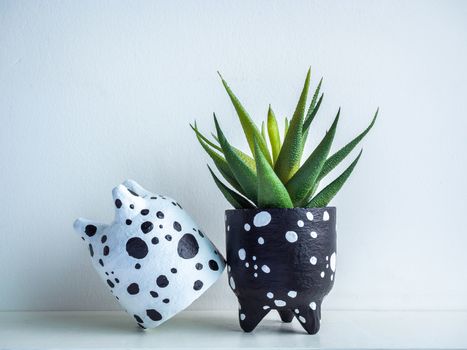 Cactus pot. Concrete pot. Empty cute small black and white concrete planters with green succulent plant on white wooden shelf isolated on white background.