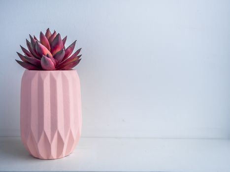 Cactus pot. Concrete pot. Beautiful pink modern geometric concrete planter with red succulent plant on white wooden shelf on white background with copy space.