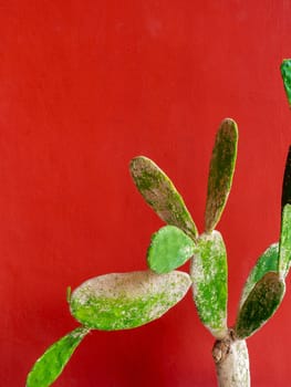 Trendy green tropical cactus on red background minimal style, vertical style with copy space.