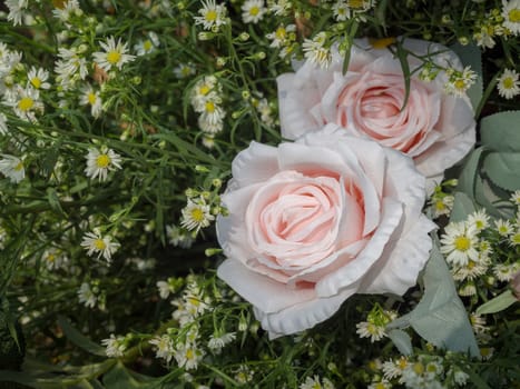 Beauty pink roses ornament with white little flowers on green leaves background, soft vintage tone.