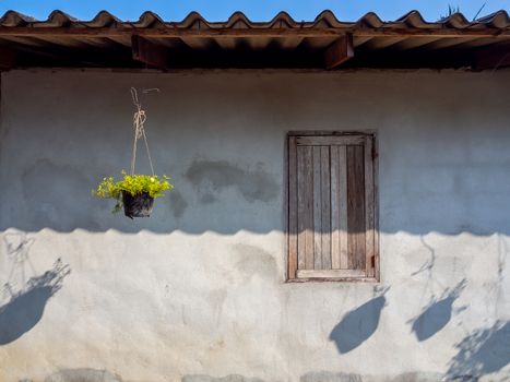 Concrete wall background, ornamental hanging plant and old wooden window on concrete wall in local style.