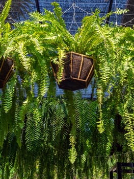 Fern in hanging pot. Nephrolepis ferns potted plant hanging in the garden vertical style.