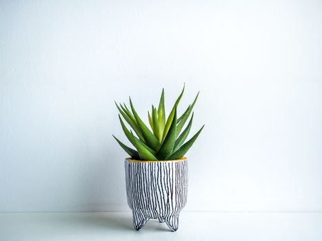 Cactus pot. Concrete pot. Cute small white concrete planter with green succulent plant on white wooden shelf isolated on white background.