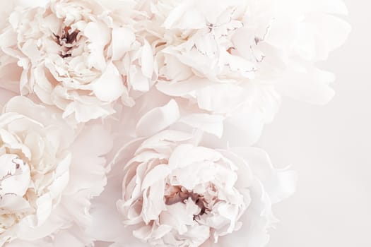 Pastel peony flowers in bloom as floral art background, wedding decor and luxury branding design