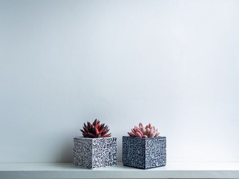 Cactus pot. Concrete pot. Empty white with modern graphic pattern geometric concrete planters with succulent plants on white wooden shelf isolated on white wall background.