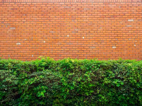 Green bush in front of red brick wall background. Seamless brick wall texture.