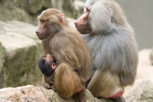 Baboon Family with a female breastfeeding her baby.