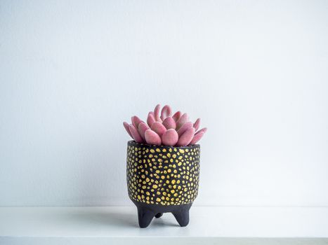 Cactus pot. Concrete pot. Cute small gold and black painted concrete planter with pink succulent plant on white wooden shelf isolated on white background.