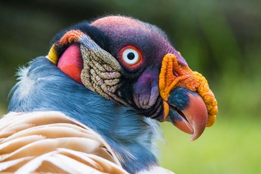 Closeup portrait of a King vulture also known as Sarcoramphus papa.