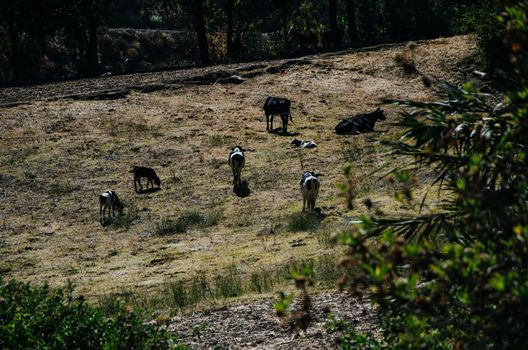 Many cows in a green field, Farm