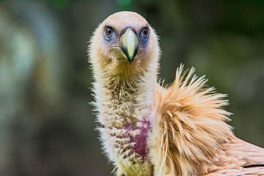 Closeup portrait of Himalayan Griffon Vulture also known as Gyps himalayensis.