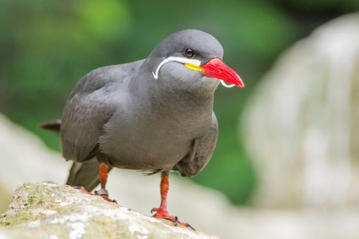 Portrait of an Inca Tern also known Larosterna inca.